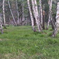 В лесу,май :: Георгиевич 