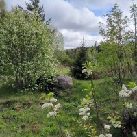 Сыплет черемуха снегом... :: Ольга 