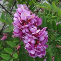 Робиния :: PRP 