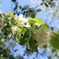 Начало северного лета :: Ольга 