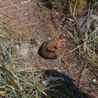 Шустрая белочка :: Ольга Шустрая белочка :: Ольга