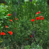 Маковая полянка :: Юрий Гайворонскiий