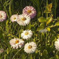 Затаились в траве. :: Петр Беляков
