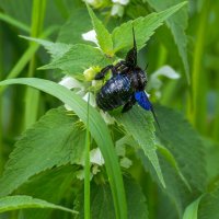 Пчела-плотник :: Игорь Сикорский