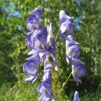 Аконит :: Anna Ivanova