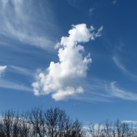в небе облако бежало :: Елена Шаламова