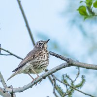 Певчий дрозд. :: Владимир Безбородов