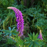 Уже люпины! :: Светлана Уже люпины! :: Светлана