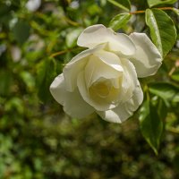 Белая роза. :: Lucy Schneider Белая роза. :: Lucy Schneider