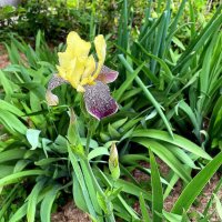 *   *   * :: Елена 