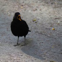 Требовательный дрозд в Павловском парке :: Магомед .