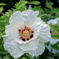 Пион садовый :: Юрий Яловенко