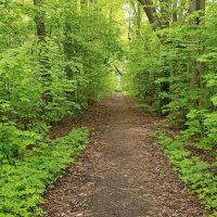 Какое всё зелёное! :: VasiLina *