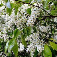 Черёмуха. :: VasiLina *