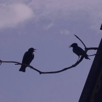 Разговор у скворечника :: Сергей Швечков Разговор у скворечника :: Сергей Швечков