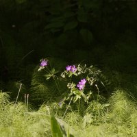 В лесу :: Сергей Швечков