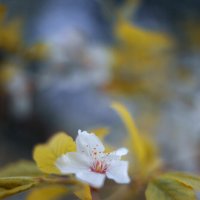 *** :: Яна Горбунова *** :: Яна Горбунова