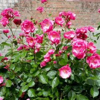 Розовый май :: Нина Бутко