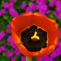 тюльпан... :: Владимир Шошин