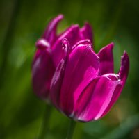 Парочка. :: Анатолий Нецепляев Парочка. :: Анатолий Нецепляев