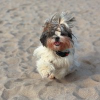 Бегу - волосы назад :: Андрей Николаевич Незнанов Бегу - волосы назад :: Андрей Николаевич Незнанов