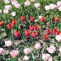 Хоровод тюльпанов. :: Ирина ***