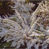 Спирея " Белая невеста " :: Валентин Котляров