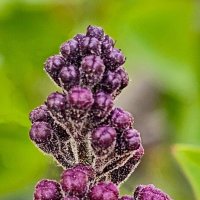 Сирень начинает... :: Михаил Свиденцов