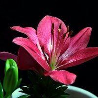 лилия карликовая :: Игорь Kуленко