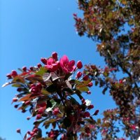 Декоративная яблоня :: Veera V