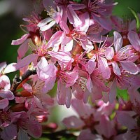 Миндаль сибирский :: Татьяна Лютаева