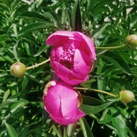 Два пиона. :: Андрей Хлопонин