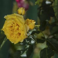 Жёлтая роза :: Валентин Семчишин