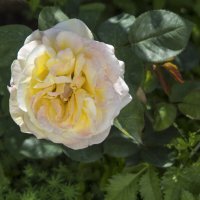 Глория  Дей :: Валентин Семчишин