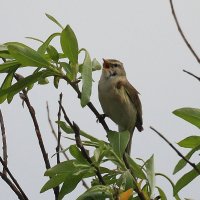 Певун :: Владилен Панченко
