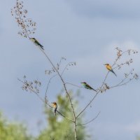 золотистые щурки :: юрий макаров