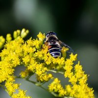 Лакомство :: Alexandеr P