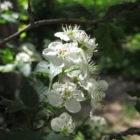 май :: Елена Шаламова