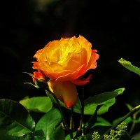 Очень красивая роза :: Юрий Гайворонскiий