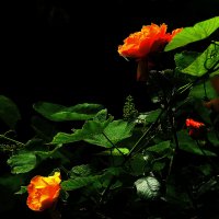 Красиво! :: Юрий Гайворонскiий