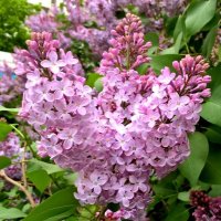 А сирень все цветет :: Елена Семигина