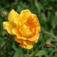 Время ароматов роз :: Татьяна Смоляниченко Время ароматов роз :: Татьяна Смоляниченко