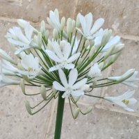 Агапантус африканский белый :: Светлана Хращевская