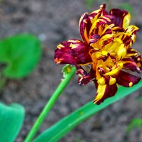 Последние тюльпаны :: Светлана Последние тюльпаны :: Светлана