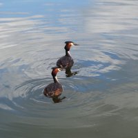 Чомга :: Рита Симонова