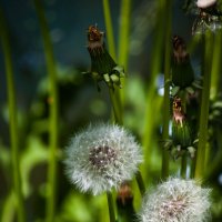 Пушистики. :: Анатолий Нецепляев