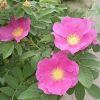 Розовые цветы :: Татьяна Тюменка