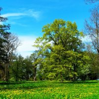 Цветёт старинный дуб в парке :: Aida10 