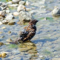 Воробей :: Анастасия Попова