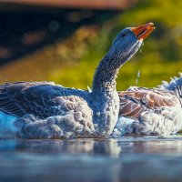 Гуси. :: Aleksey Afonin